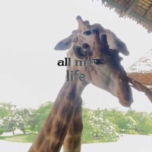 Where Have You Been?